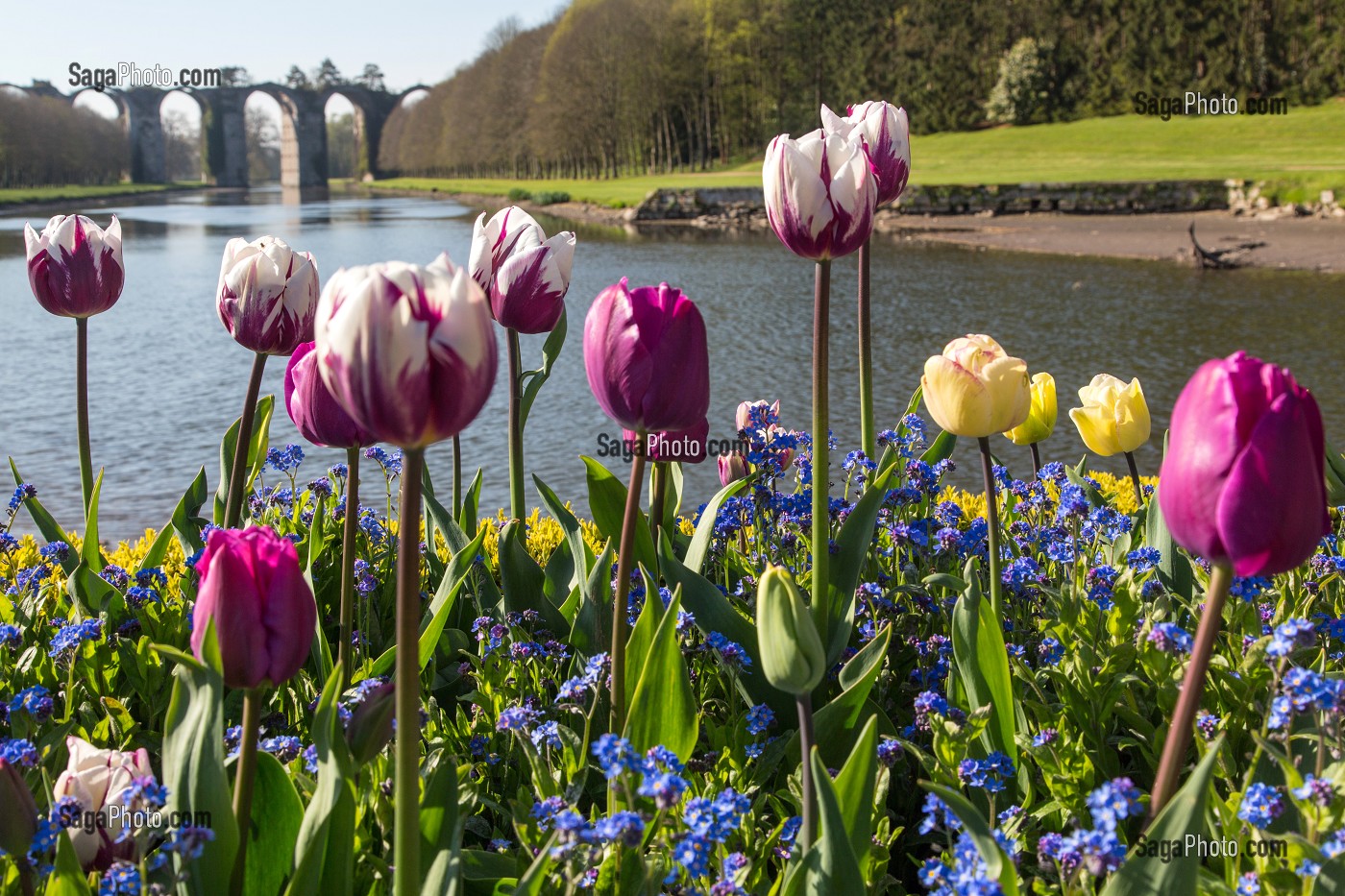 TULIPES EN FLEURS DU JARDIN A LA FRANCAISE REALISE SUIVANT LES PLANS DU JARDINIER DU ROI LOUIS XIV, ANDRE LE NOTRE, CHATEAU DE MAINTENON, EURE-ET-LOIR (28), FRANCE 