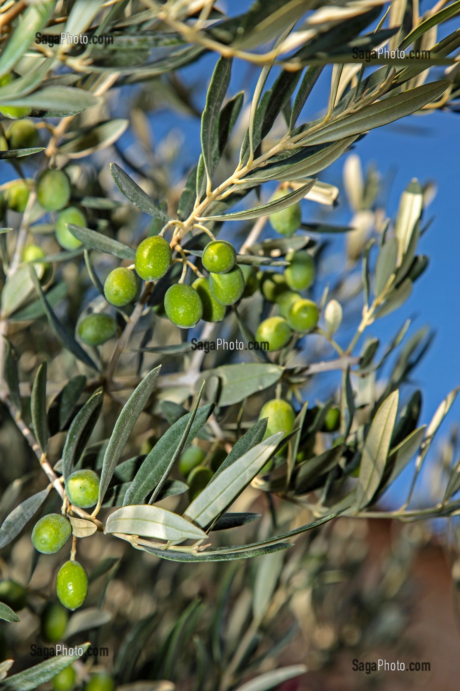 DETAIL D'OLIVES SUR UN OLIVIER, (13) BOUCHES-DU-RHONE, PROVENCE-ALPES-COTE D'AZUR, FRANCE 