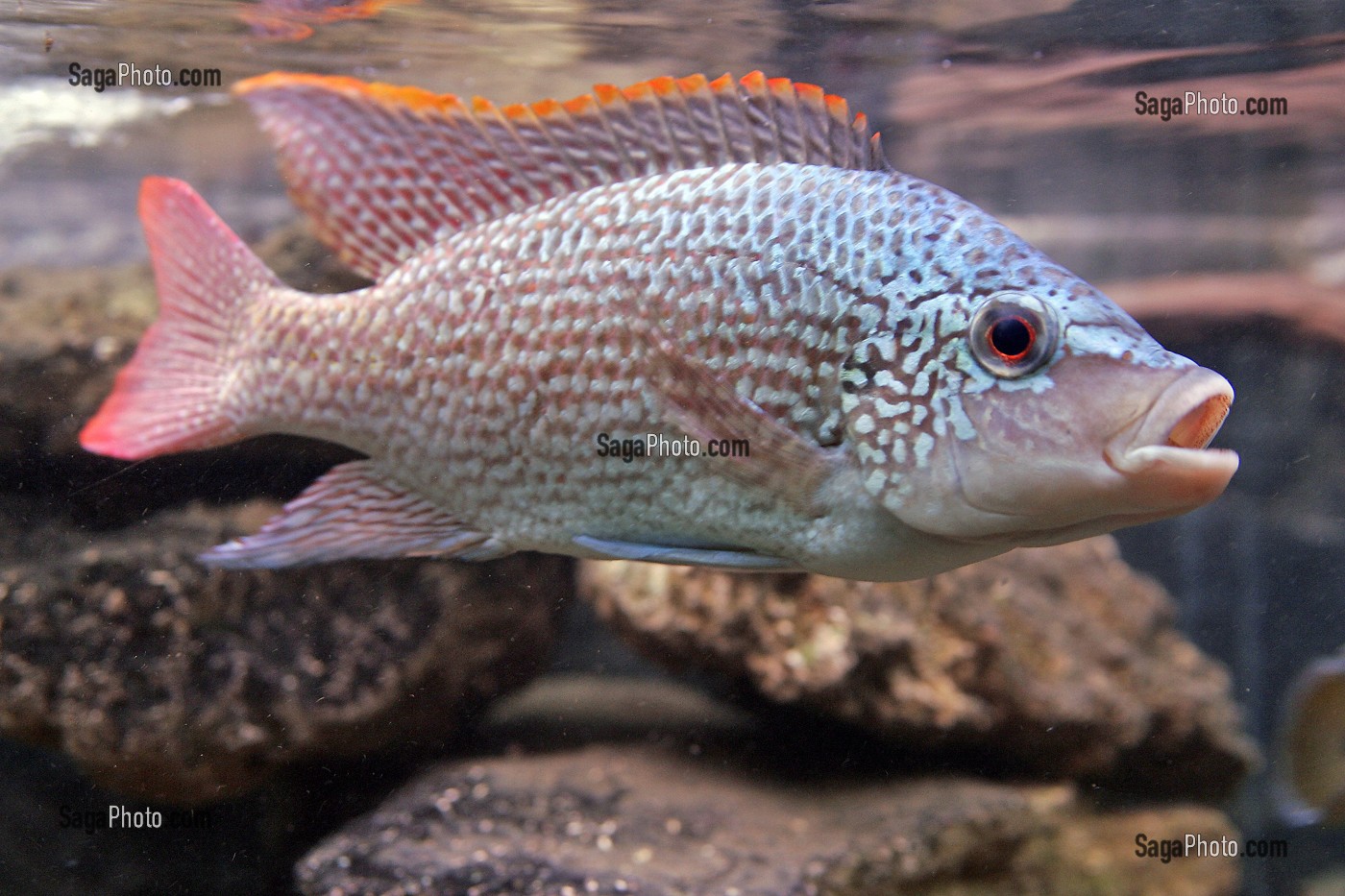 AQUARIUM D'EAU DOUCE, SAINT-MALO, ILLE-ET-VILAINE (35), FRANCE 