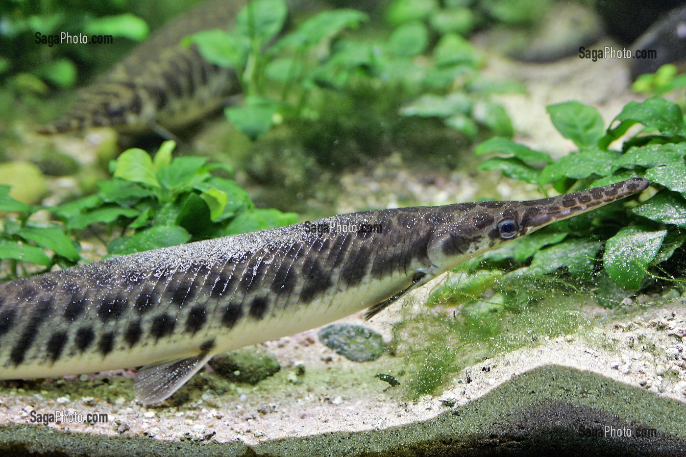 POISSON ALLIGATOR, AQUARIUM D'EAU DOUCE, SAINT-MALO, ILLE-ET-VILAINE (35), FRANCE 