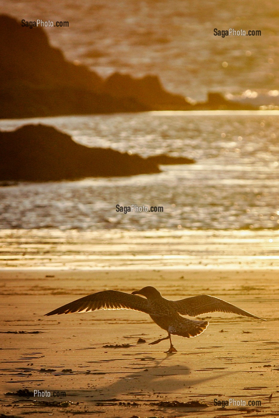 ENVOL D'UNE MOUETTE SUR LA PLAGE DE SAINT-MALO, ILLE-ET-VILAINE, FRANCE 