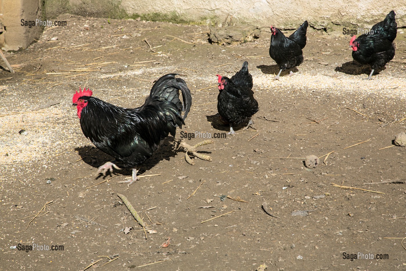 LES POULES NOIRES DU BERRY, DOMAINE GEORGE SAND, LA VALLEE NOIRE ET LE ROMANTISME DE GEORGE SAND DANS LE BERRY, NOHANT-VIC (36), FRANCE 