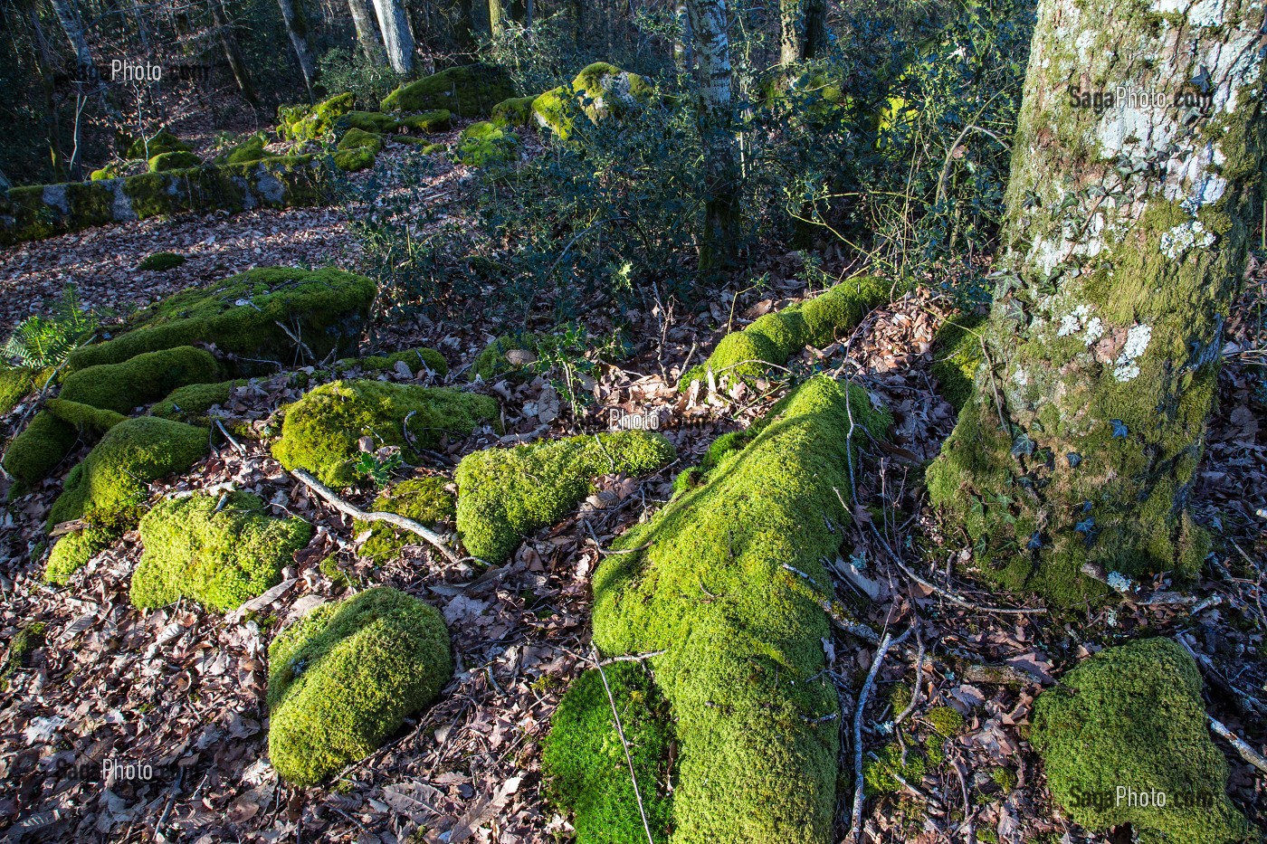 LE PARC DE PARELLES, ANCIENNE CARRIERE DE GRANIT, SOURCE D'INSPIRATION DES LEGENDES RUSTIQUES DE GEORGE SAND, CREVANT, LA VALLEE NOIRE DANS LE BERRY (36), FRANCE 