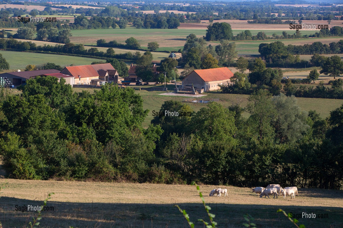 VACHES ET FERME D'UN PAYSAGE BERRICHON TYPIQUE DE LA  VALLEE NOIRE DE GEORGE SAND, VERNEUIL-SUR-IGNERAIE, BERRY (36), FRANCE 