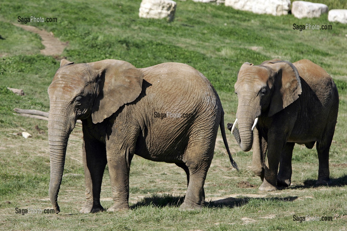 ELEPHANTS, ZOOPARC DE BEAUVAL, SAINT-AIGNAN, LOIR-ET-CHER (41), FRANCE 