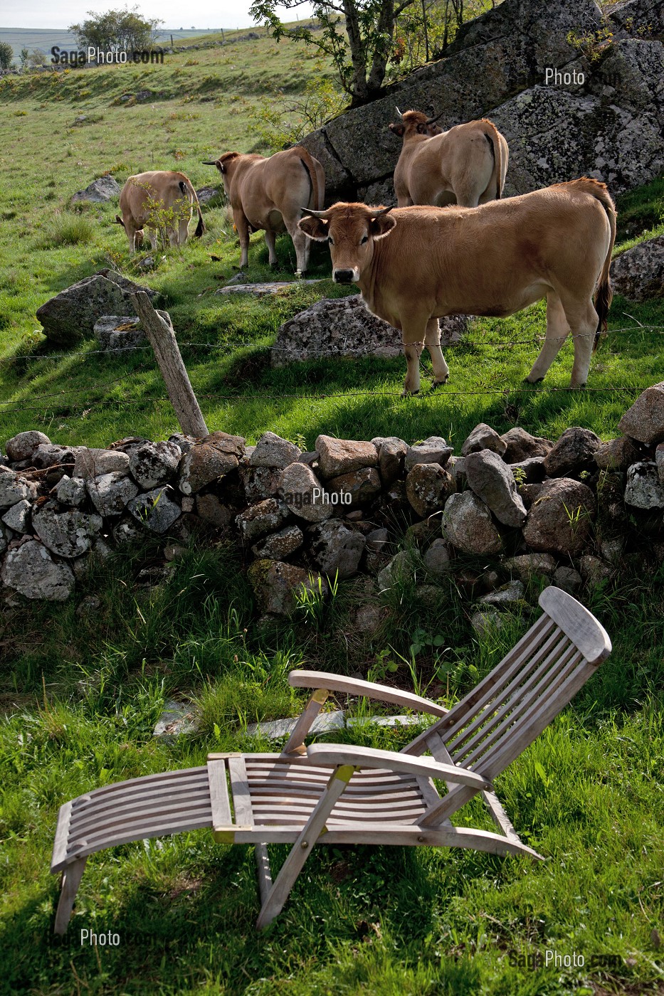 TRANSAT ET TROUPEAU DE VACHES DE RACES AUBRAC, LOZERE, FRANCE 