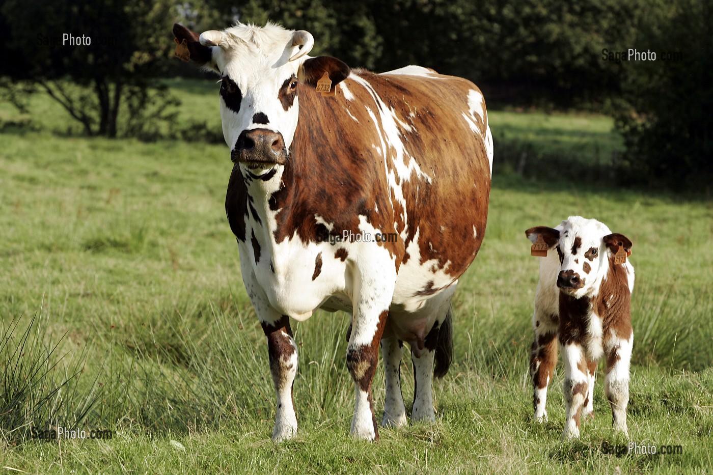 VACHE DE RACE NORMANDE ET SON VEAU, MANCHE (50), FRANCE 