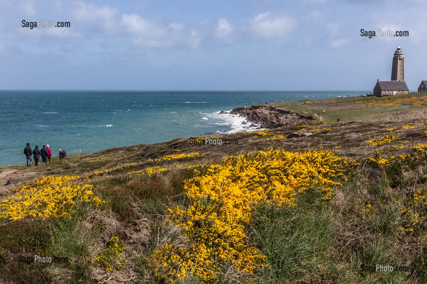 BALADE EN BORD DE MER PRES DU PHARE DU CAP LEVI, PAYSAGE LITTORAL AVEC DES GENETS EN FLEURS, FERMANVILLE, MANCHE (50), FRANCE 