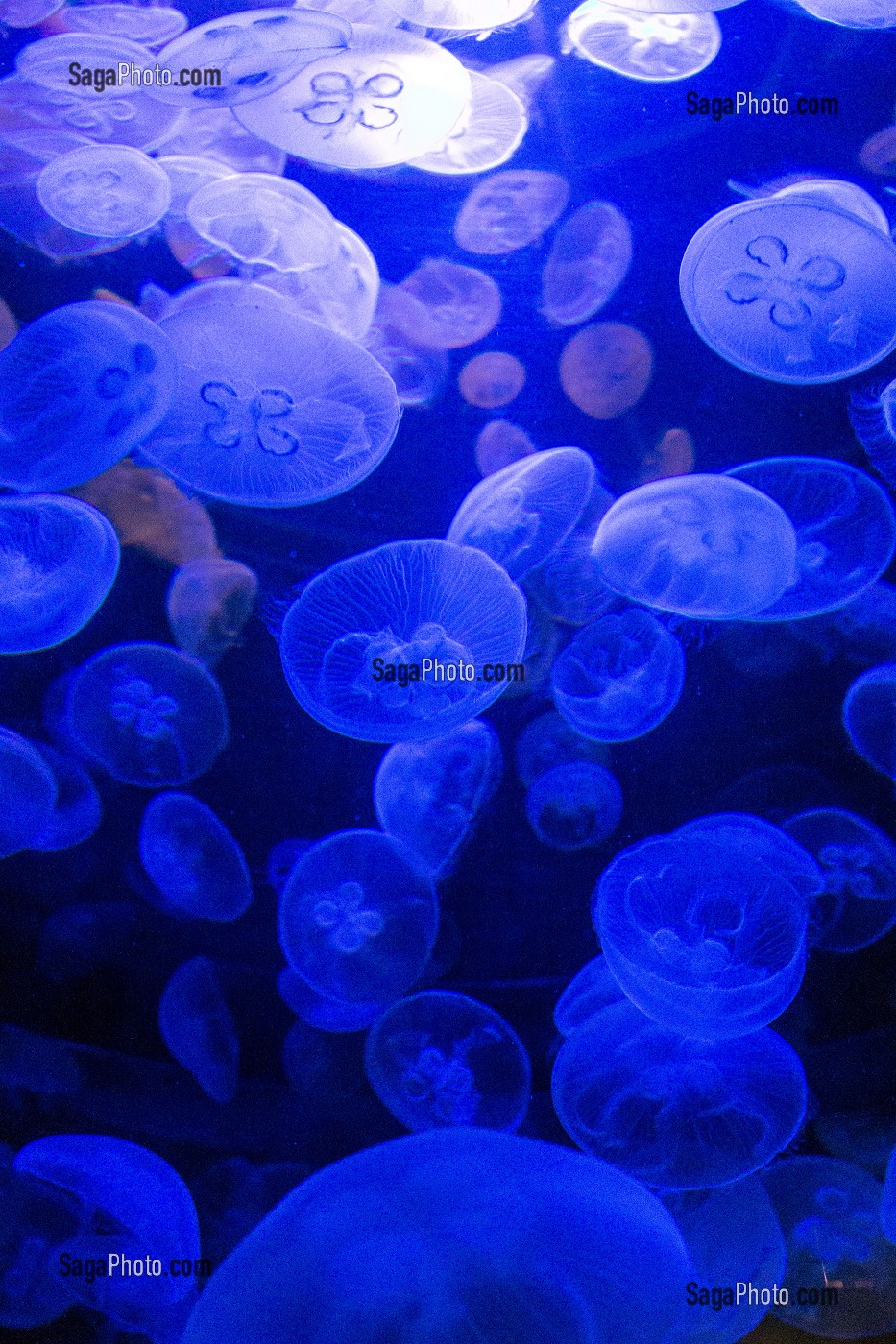 MEDUSES AURELIE, AQUARIUM DE LA CITE DE LA MER, GARE MARITIME TRANSATLANTIQUE, CHERBOURG-OCTEVILLE, MANCHE (50), FRANCE 