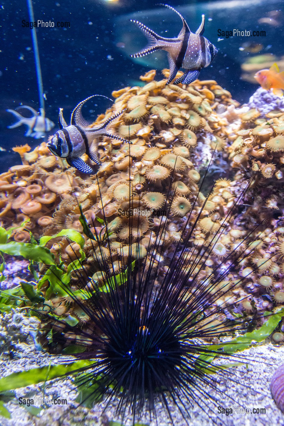 OURSIN DIADEME ET APOGONS DE KAUDERN, AQUARIUM DE LA CITE DE LA MER, GARE MARITIME TRANSATLANTIQUE, CHERBOURG-OCTEVILLE, MANCHE (50), FRANCE 