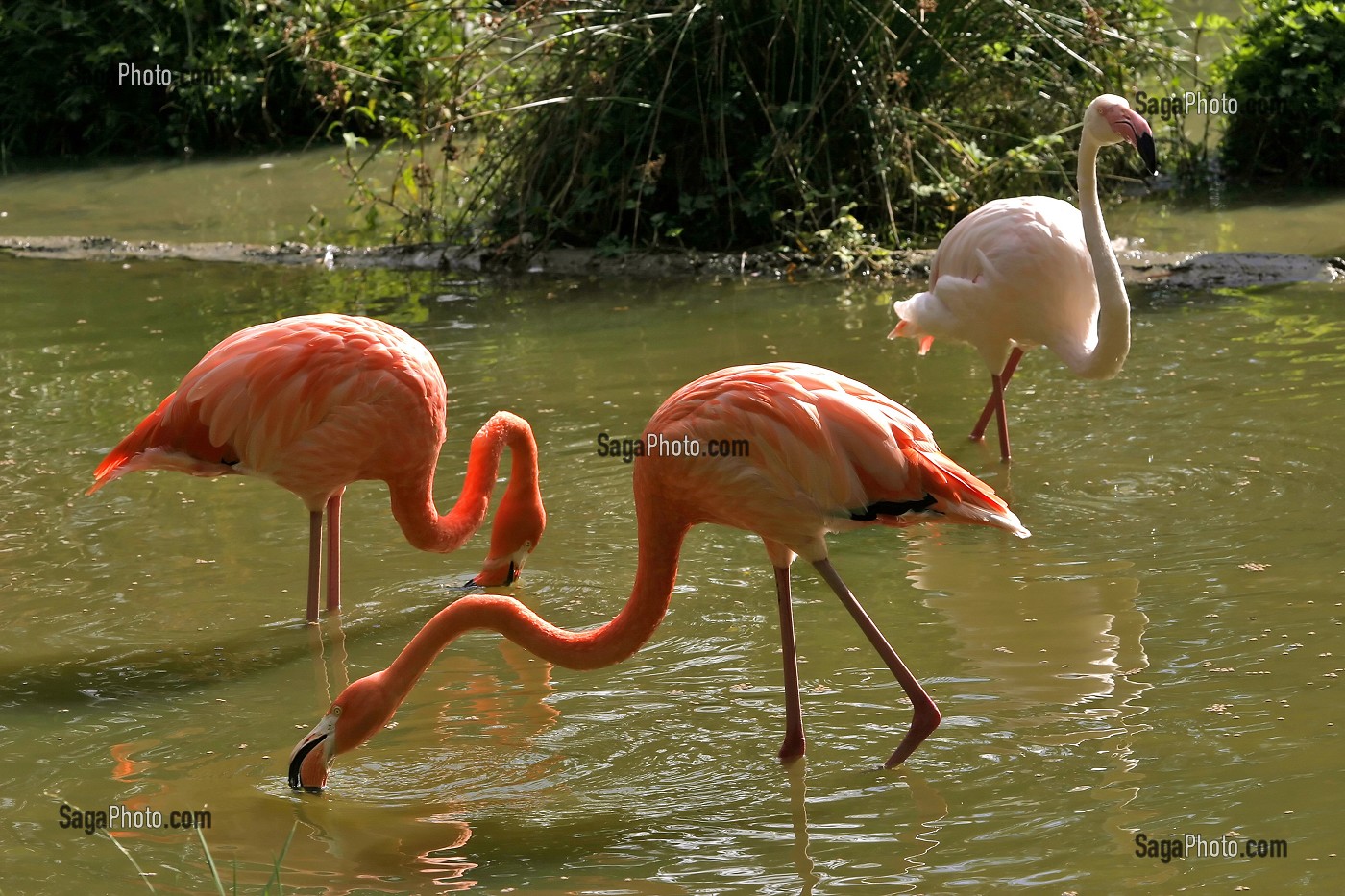 FLAMANTS ROSES, PARC ANIMALIER ET BOTANIQUE DE BRANFERE, MORBIHAN (56), FRANCE 