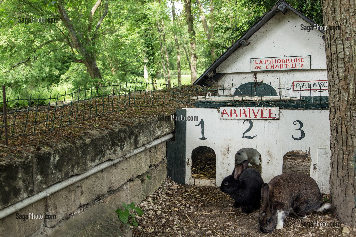 COURSES DE LAPINS DANS LE LAPINODROME, SPECTACLE POUR LES ENFANTS, ANIMATION TOURISTIQUE DU MUSEE DE LA BASSE-COUR AU POTAGER DES PRINCES, CHANTILLY, OISE (60), FRANCE 