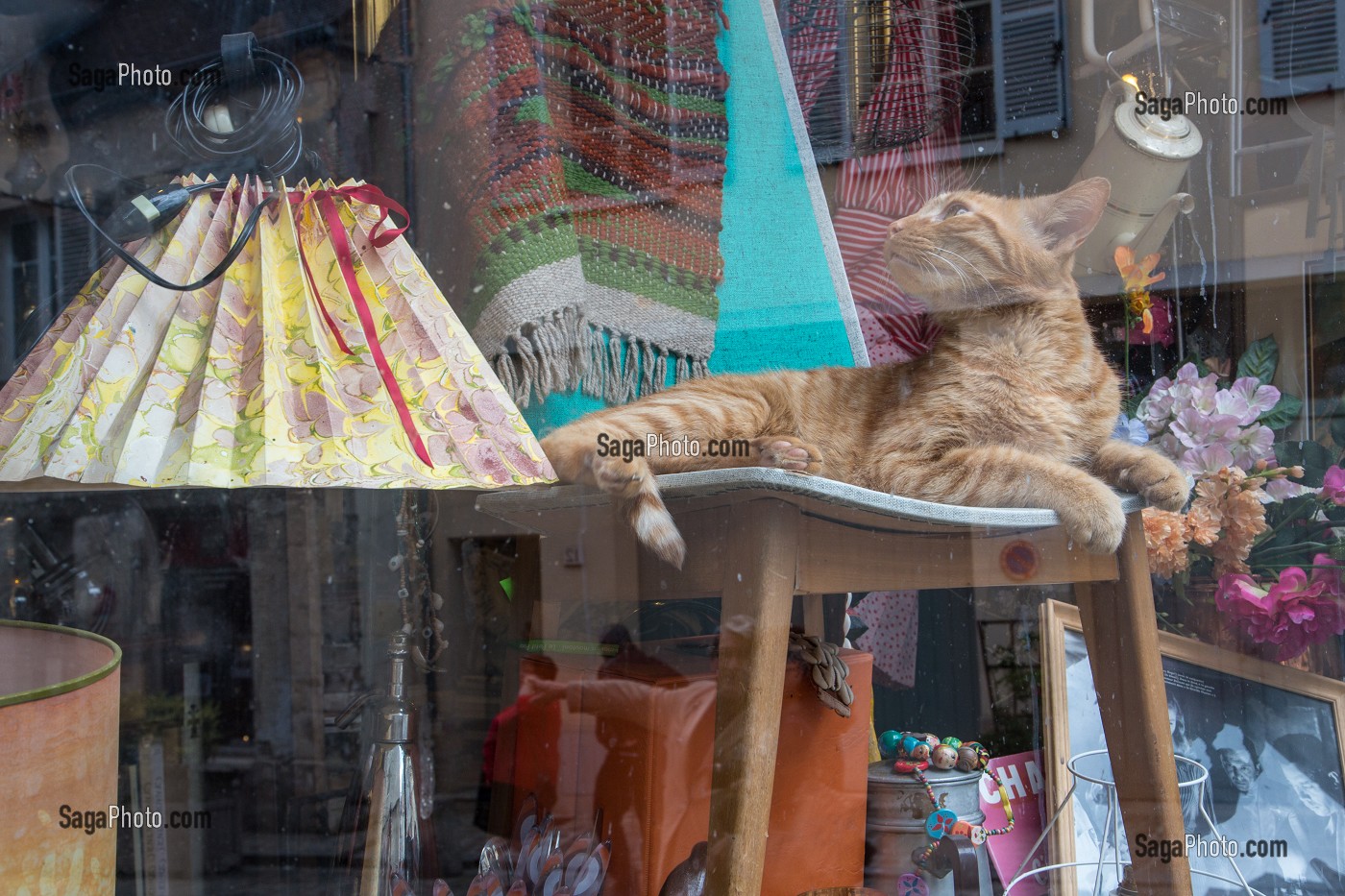 CHAT DANS UN MAGASIN D' ANTIQUITES, PLACE LAVARANDE, SENLIS, OISE (60), FRANCE 