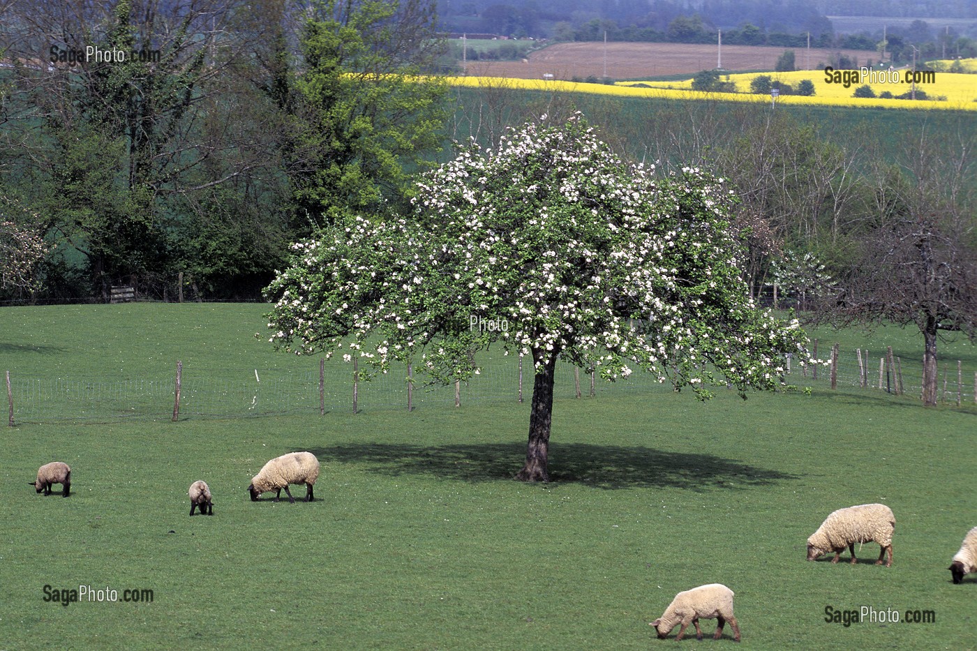 MOUTONS ET POMMIER EN FLEURS, MORTAGNE-AU-PERCHE, ORNE (61), FRANCE 