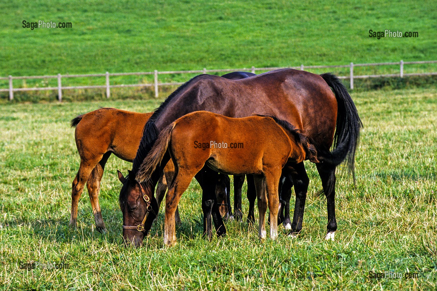 JUMENT ET POULAINS, LES CHEVAUX DANS LA PRAIRIE, HARAS DE LA LOUVIERE, MAHERU, ORNE (61), NORMANDIE, FRANCE 