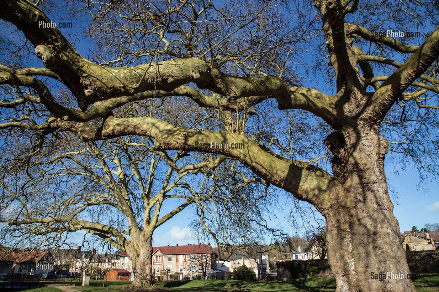 PLATANES REMARQUABLES, L'AIGLE, ORNE (61), FRANCE 