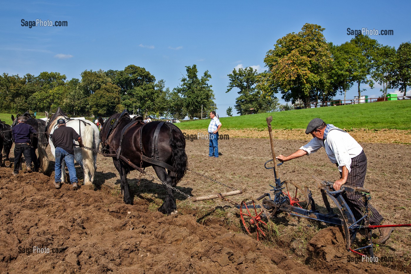 TRAVAUX DE MARAICHAGE A LA TRACTION ANIMALE, 15EME CONGRES MONDIAL DU CHEVAL PERCHERON, 23 AU 25 SEPTEMBRE 2011, HARAS DU PIN, LE PIN-AU-HARAS, ORNE (61), NORMANDIE, FRANCE 