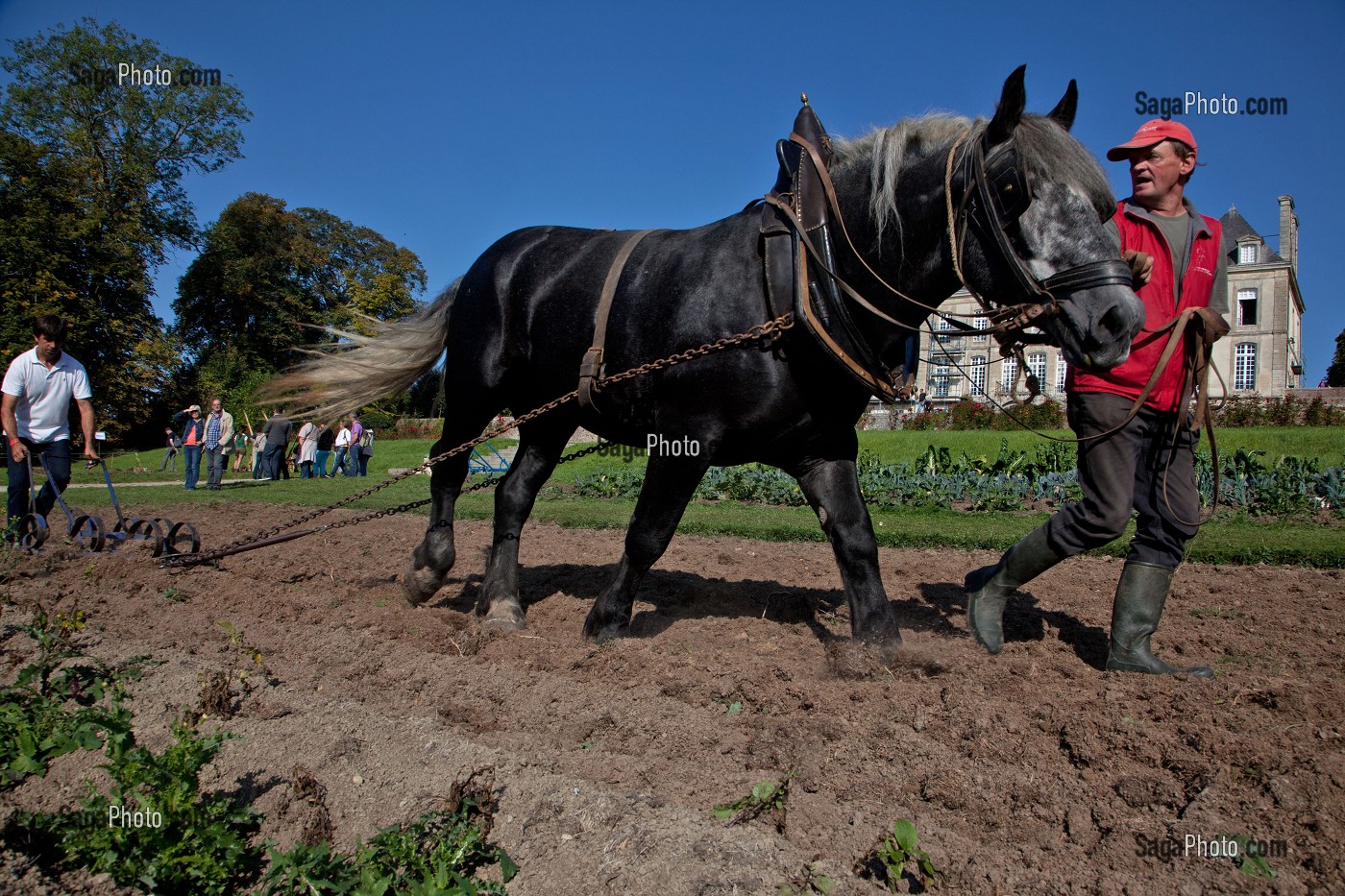 CONGRES MONDIAL DU CHEVAL PERCHERON, NORMANDIE, FRANCE 