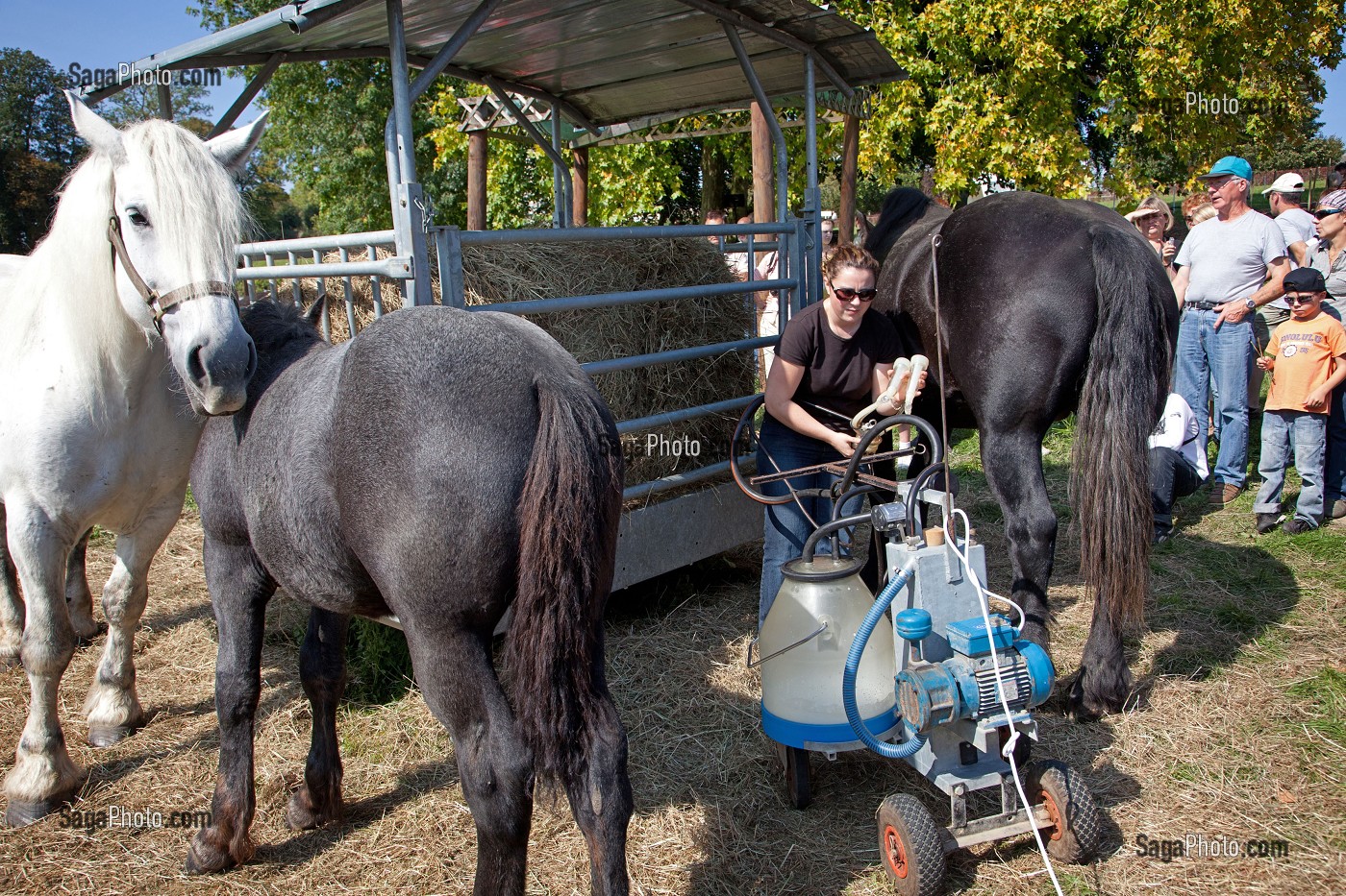 CONGRES MONDIAL DU CHEVAL PERCHERON, NORMANDIE, FRANCE 