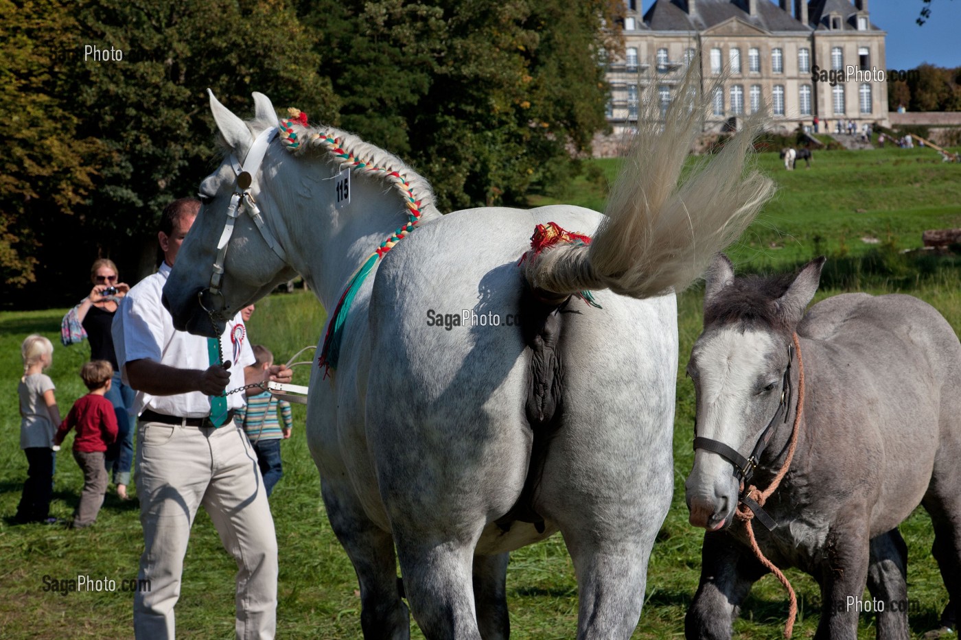 CONGRES MONDIAL DU CHEVAL PERCHERON, NORMANDIE, FRANCE 