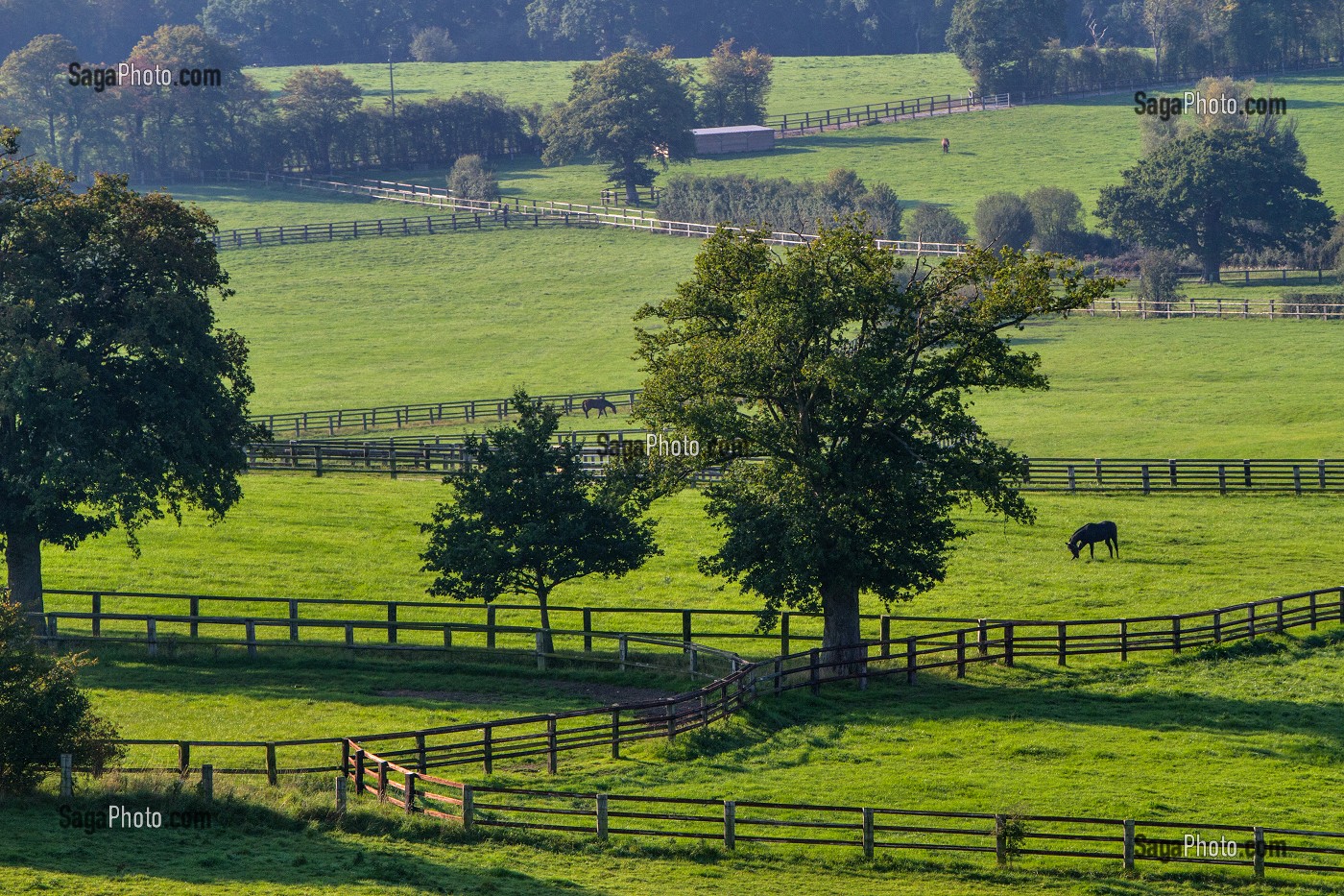 CHEVAUX DANS LES PRES DES HARAS, NONANT-LE-PIN, ORNE (61), NORMANDIE, FRANCE 