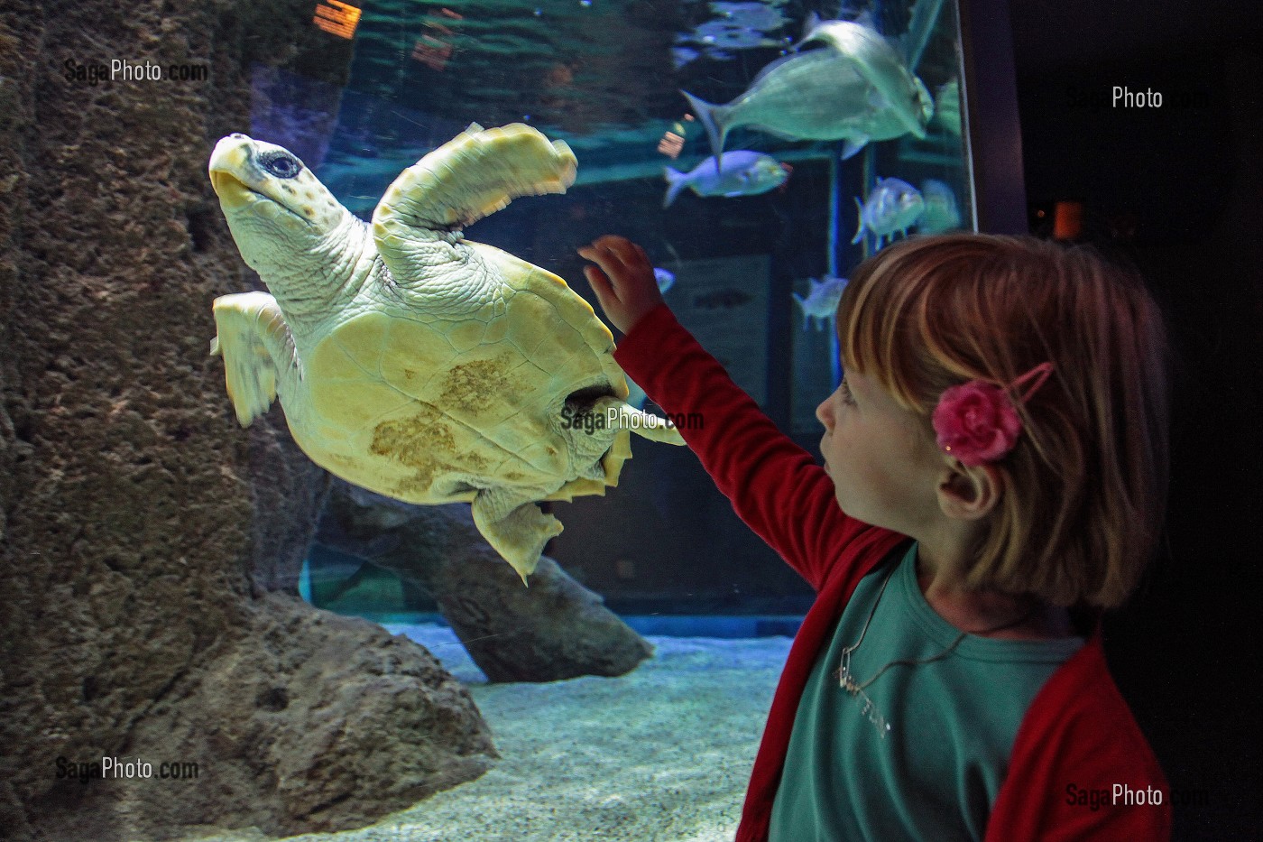 PETITE FILLE OBSERVANT UNE TORTUE DE MER DANS UN AQUARIUM, MUSEE DE LA MER DE BIARRITZ, PAYS BASQUE, PYRENEES-ATLANTIQUES (64), FRANCE 