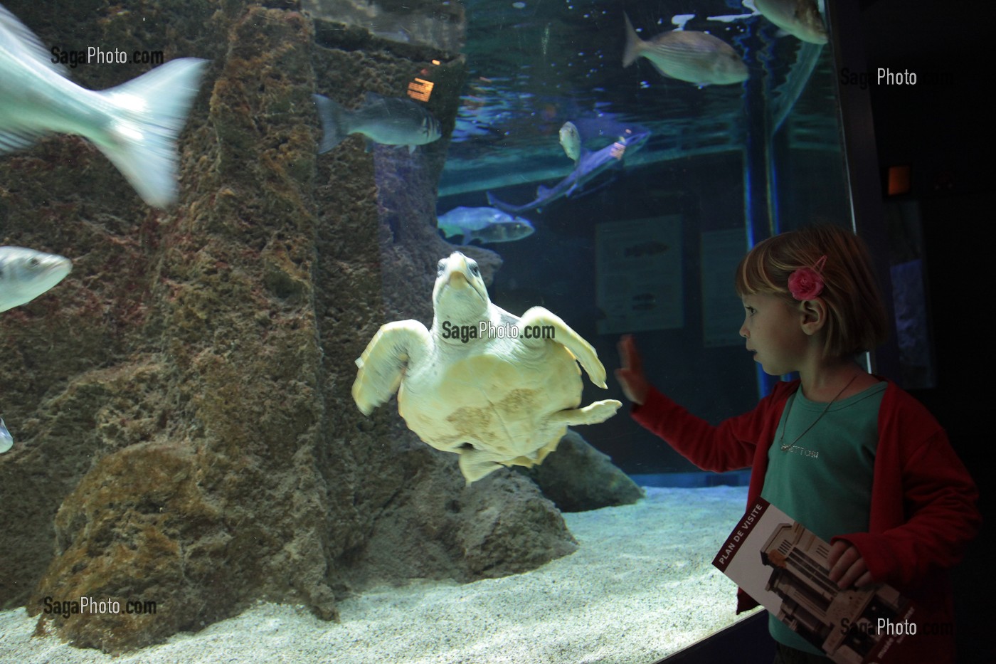 PETITE FILLE OBSERVANT UNE TORTUE DE MER DANS UN AQUARIUM, MUSEE DE LA MER DE BIARRITZ, PAYS BASQUE, PYRENEES-ATLANTIQUES (64), FRANCE 