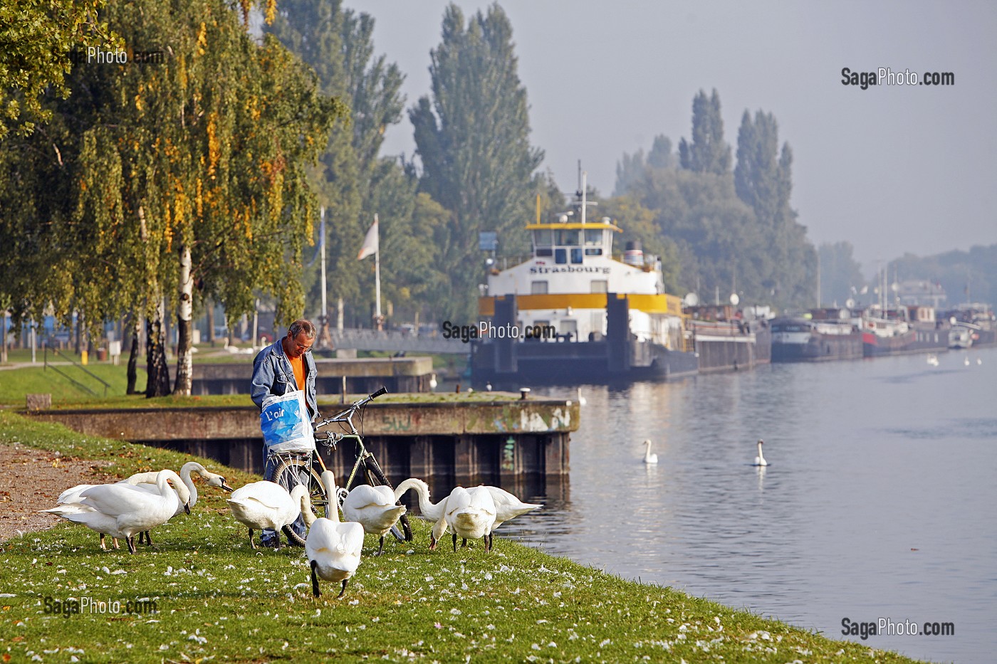 CYGNES, NAVISCOPE ALSACE, MUSEE DU RHIN ET DE LA NAVIGATION, QUAI DES BELGES, STRASBOURG, BAS RHIN (67), ALSACE, FRANCE, EUROPE 