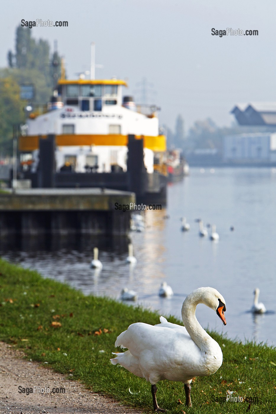 CYGNES, NAVISCOPE ALSACE, MUSEE DU RHIN ET DE LA NAVIGATION, QUAI DES BELGES, STRASBOURG, BAS RHIN (67), ALSACE, FRANCE, EUROPE 