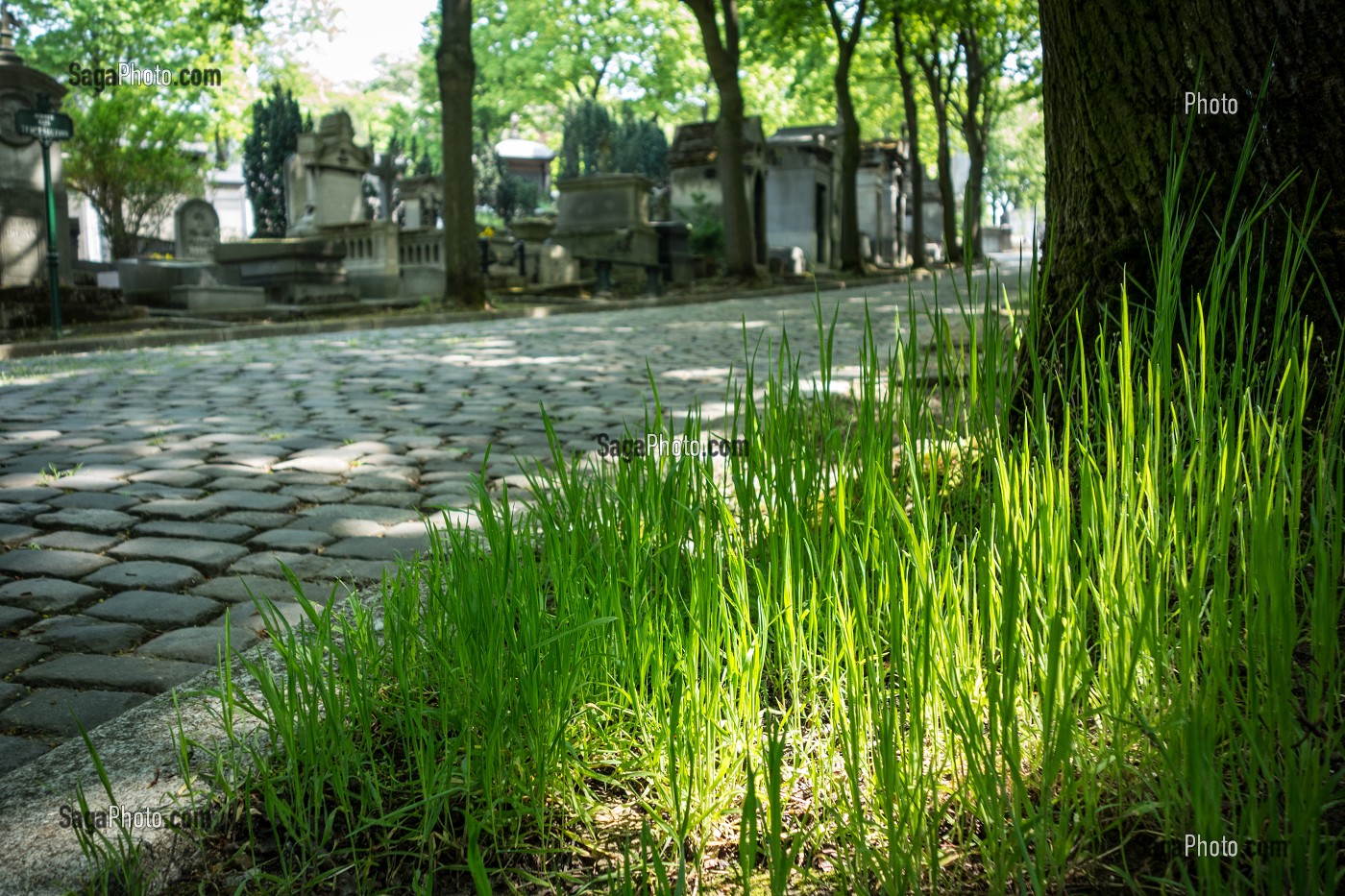 AMBIANCE DES ALLEES DU CIMETIERE DU PERE-LACHAISE, PARIS 20 EME ARRONDISSEMENT, FRANCE 