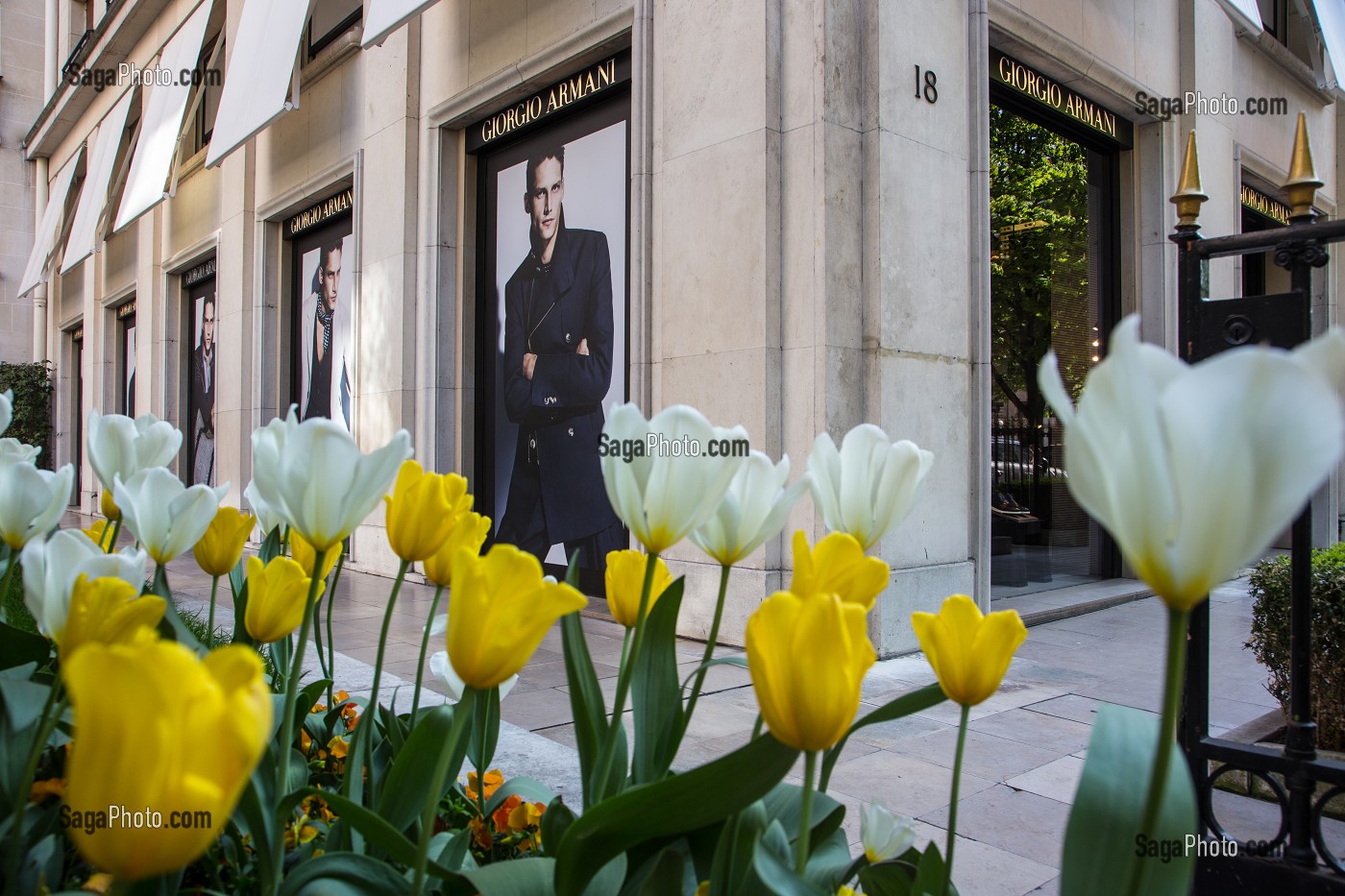 PARTERRE DE TULIPES JAUNE ET BLANCHE DEVANT LA BOUTIQUE GIORGIO ARMANI, AVENUE MONTAIGNE, 8EME ARRONDISSEMENT, PARIS, FRANCE 