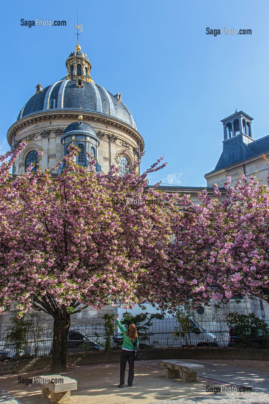 DOME DE LA BIBLIOTHEQUE MAZARINE AU DESSUS LES CERISIERS FLEURS, ELLE EST LA PLUS ANCIENNE BIBLIOTHEQUE PUBLIQUE DE FRANCE, SQUARE GABRIEL PIERNE, RUE MAZARINE, 6EME ARRONDISSEMENT, PARIS, FRANCE 