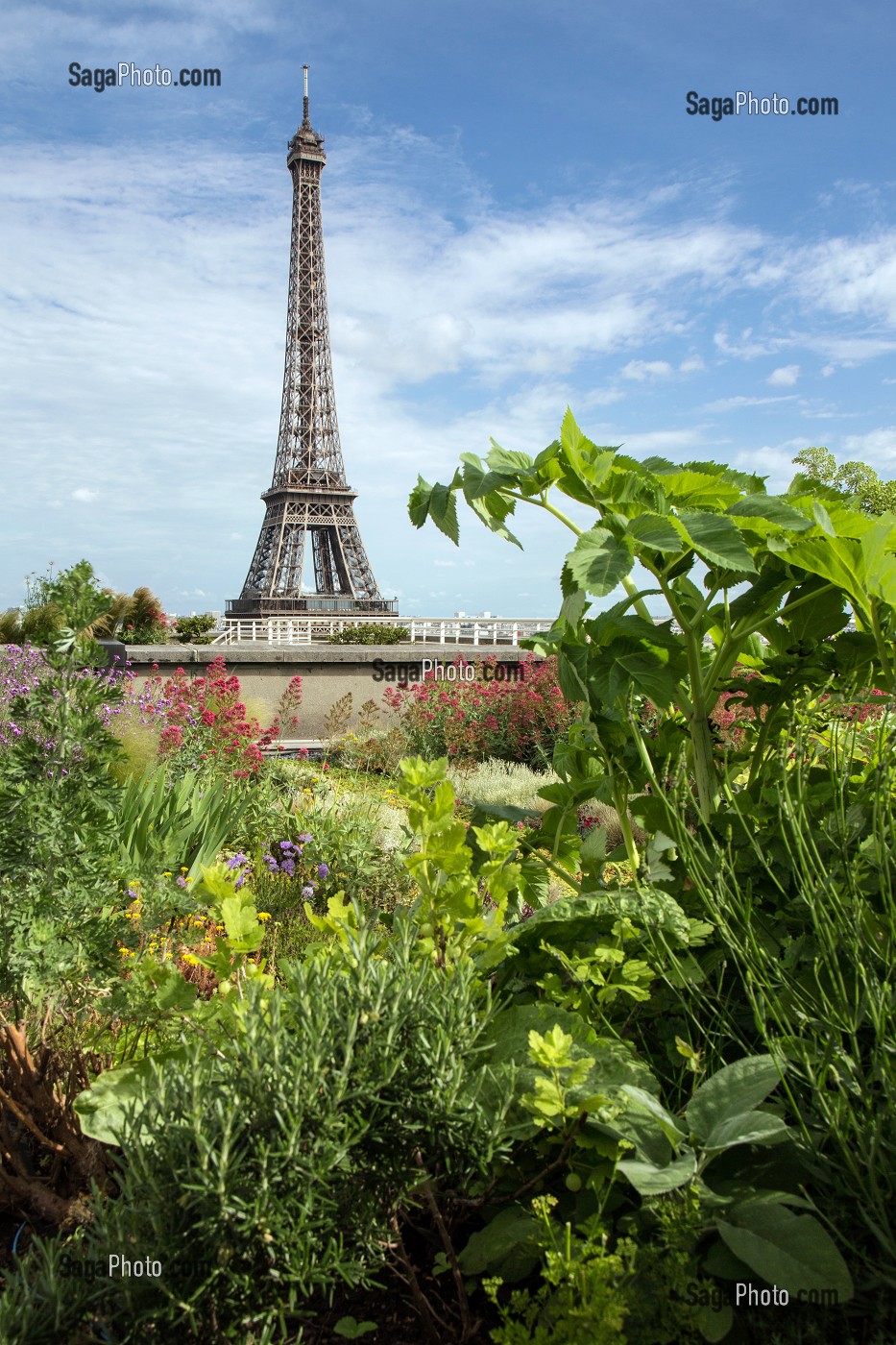 JARDIN POTAGER AVEC VUE SUR LA TOUR EIFFEL, TERRASSE DES TOITS DE LA CITE DE L'ARCHITECTURE ET DU PATRIMOINE, PALAIS DE CHAILLOT, 16 EME ARRONDISSEMENT, PARIS (75), FRANCE 