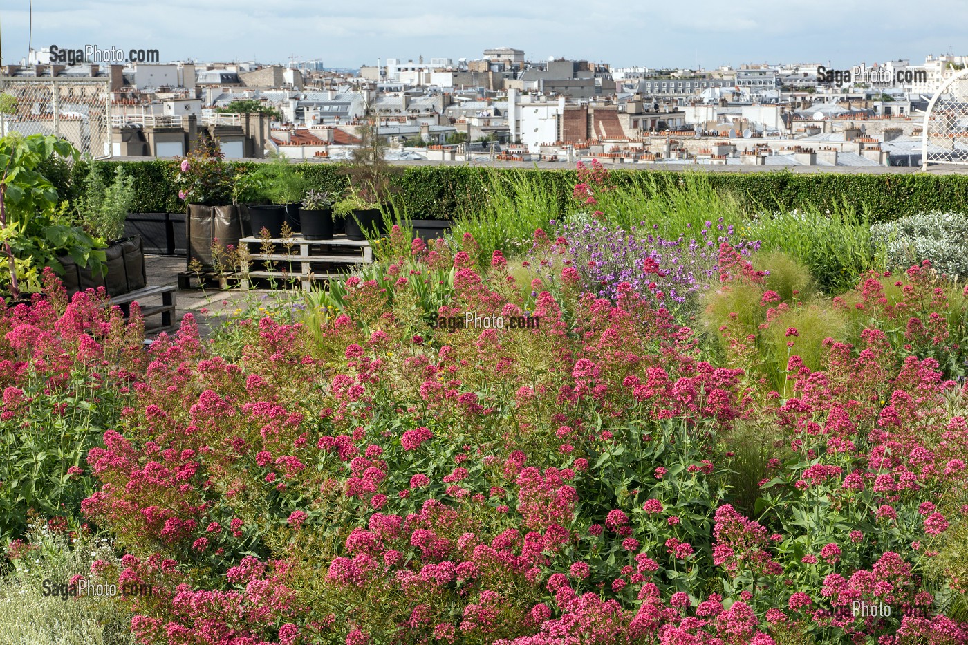 JARDIN POTAGER AVEC VUE SUR LA TOUR EIFFEL, TERRASSE DES TOITS DE LA CITE DE L'ARCHITECTURE ET DU PATRIMOINE, PALAIS DE CHAILLOT, 16 EME ARRONDISSEMENT, PARIS (75), FRANCE 