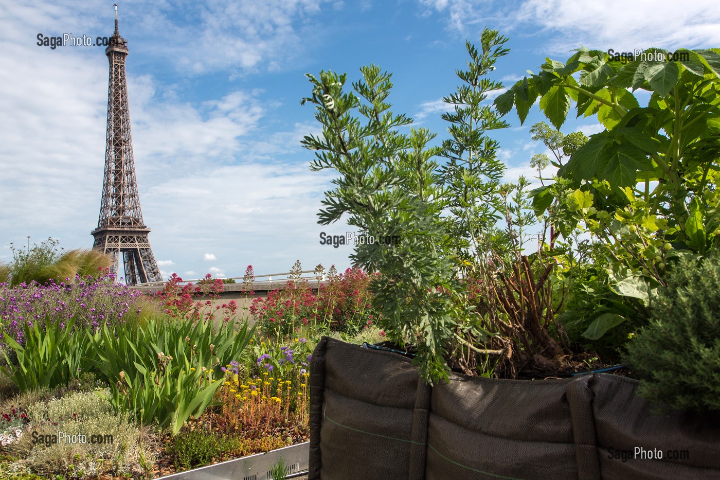 JARDIN POTAGER AVEC VUE SUR LA TOUR EIFFEL, TERRASSE DES TOITS DE LA CITE DE L'ARCHITECTURE ET DU PATRIMOINE, PALAIS DE CHAILLOT, 16 EME ARRONDISSEMENT, PARIS (75), FRANCE 