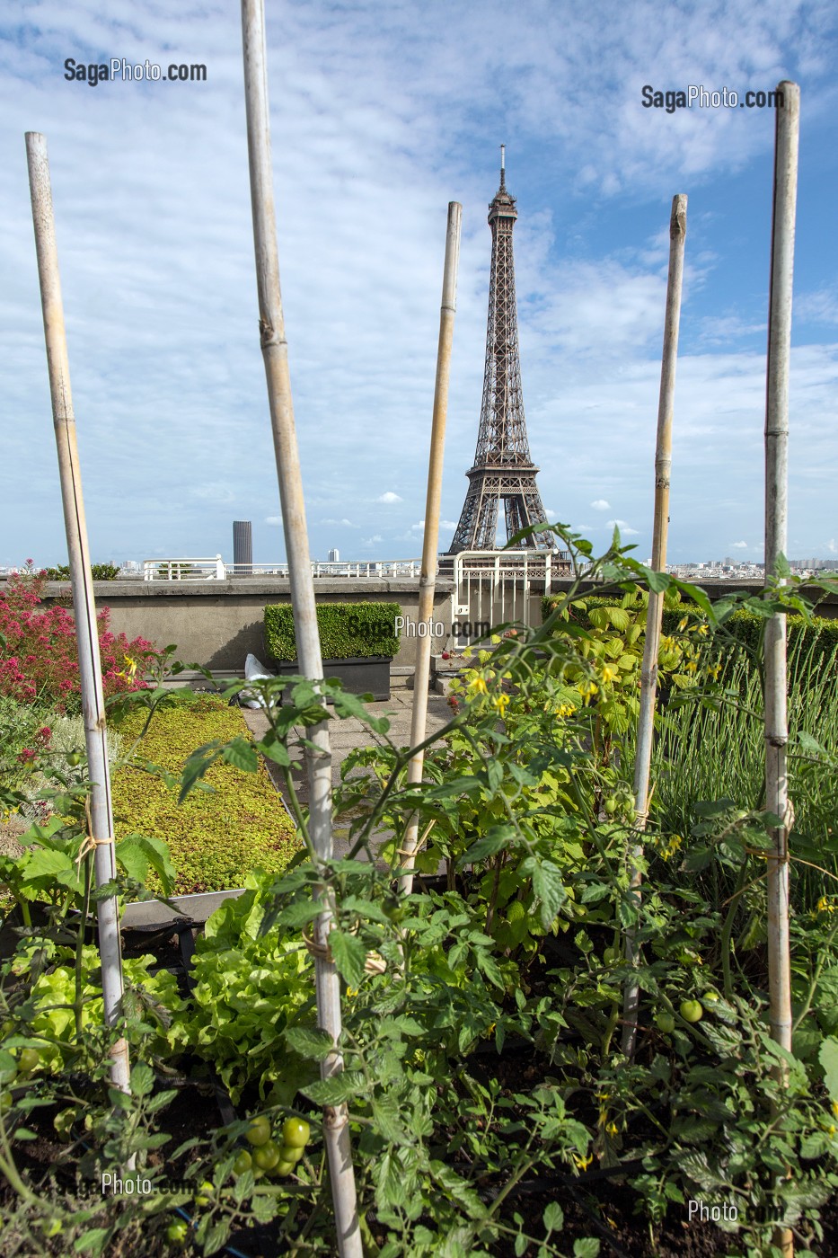 JARDIN POTAGER AVEC VUE SUR LA TOUR EIFFEL, TERRASSE DES TOITS DE LA CITE DE L'ARCHITECTURE ET DU PATRIMOINE, PALAIS DE CHAILLOT, 16 EME ARRONDISSEMENT, PARIS (75), FRANCE 