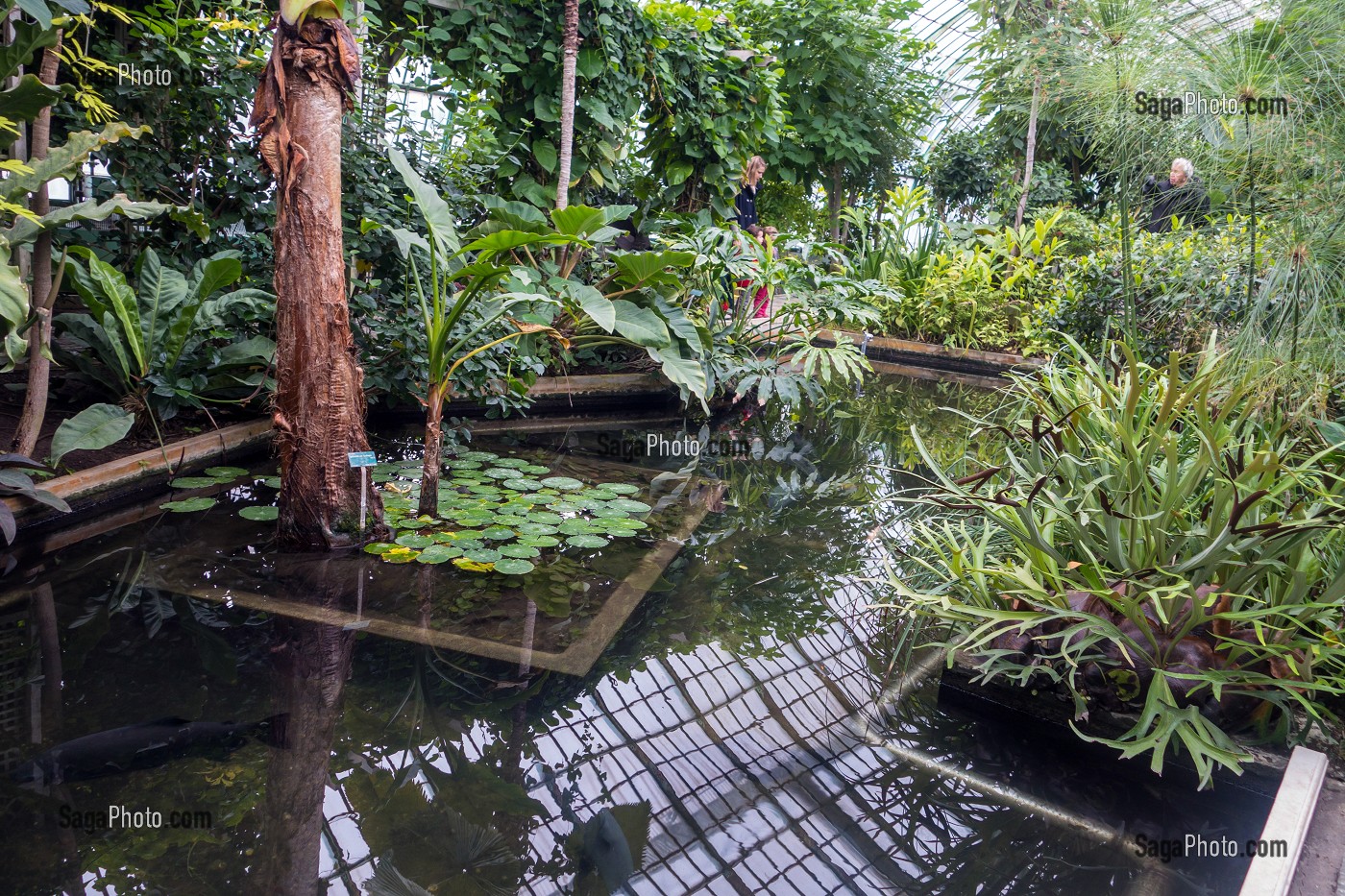 JARDIN TROPICAL DE LA GRANDE SERRE, JARDIN BOTANIQUE DES SERRES D'AUTEUIL, CONSTRUIT 1898 PAR L'ARCHITECTE JEAN-CAMILLE FORMIGE, PARIS 