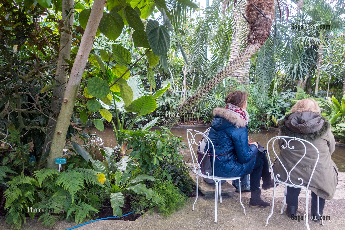 JARDIN TROPICAL DE LA GRANDE SERRE, JARDIN BOTANIQUE DES SERRES D'AUTEUIL, CONSTRUIT 1898 PAR L'ARCHITECTE JEAN-CAMILLE FORMIGE, PARIS 