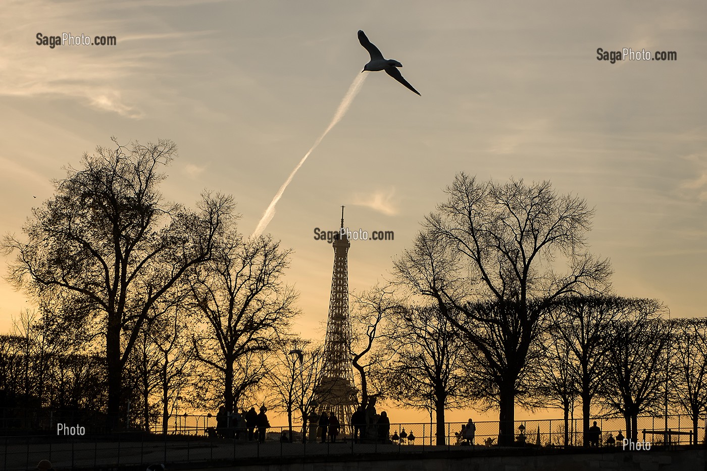MOUETTE EN VOL AVEC LA TOUR EIFFEL, ENTREE PLACE DE LA CONCORDE DU JARDIN DES TUILERIES, PARIS, ILE-DE-FRANCE (75), FRANCE 
