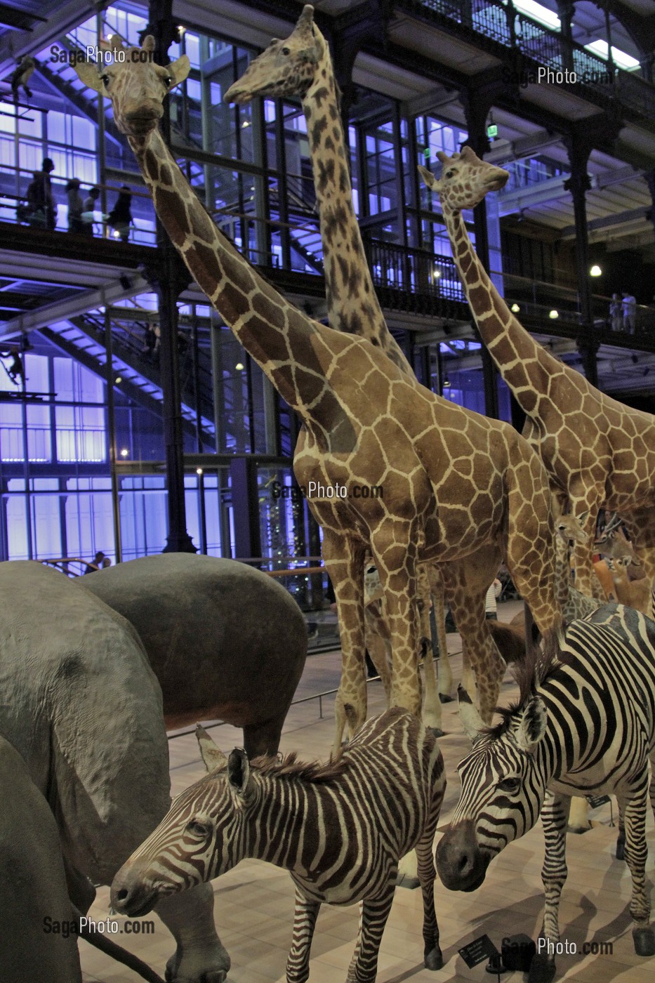 GRANDE GALERIE DE L'EVOLUTION, MUSEUM NATIONAL D'HISTOIRE NATURELLE, JARDIN DES PLANTES, VEME ARRONDISSEMENT, PARIS (75), ILE-DE-FRANCE, FRANCE 