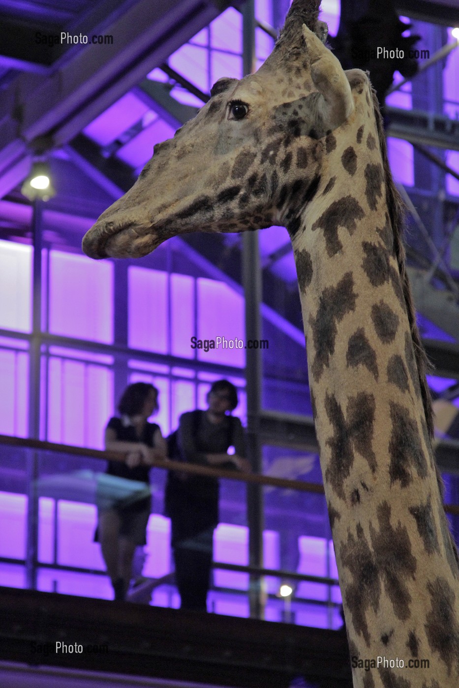 GRANDE GALERIE DE L'EVOLUTION, MUSEUM NATIONAL D'HISTOIRE NATURELLE, JARDIN DES PLANTES, VEME ARRONDISSEMENT, PARIS (75), ILE-DE-FRANCE, FRANCE 
