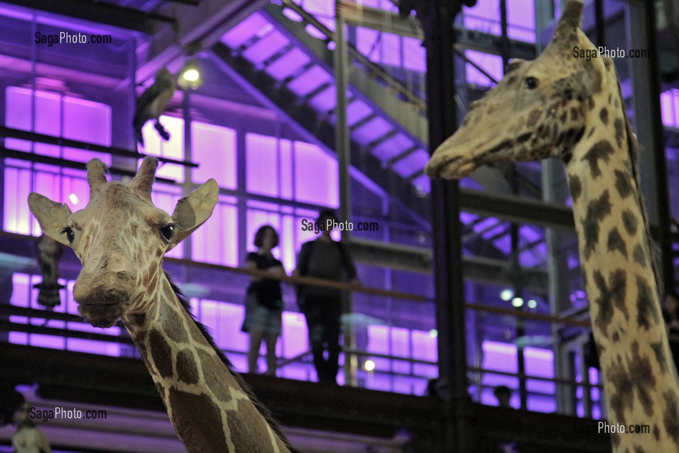 GRANDE GALERIE DE L'EVOLUTION, MUSEUM NATIONAL D'HISTOIRE NATURELLE, JARDIN DES PLANTES, VEME ARRONDISSEMENT, PARIS (75), ILE-DE-FRANCE, FRANCE 