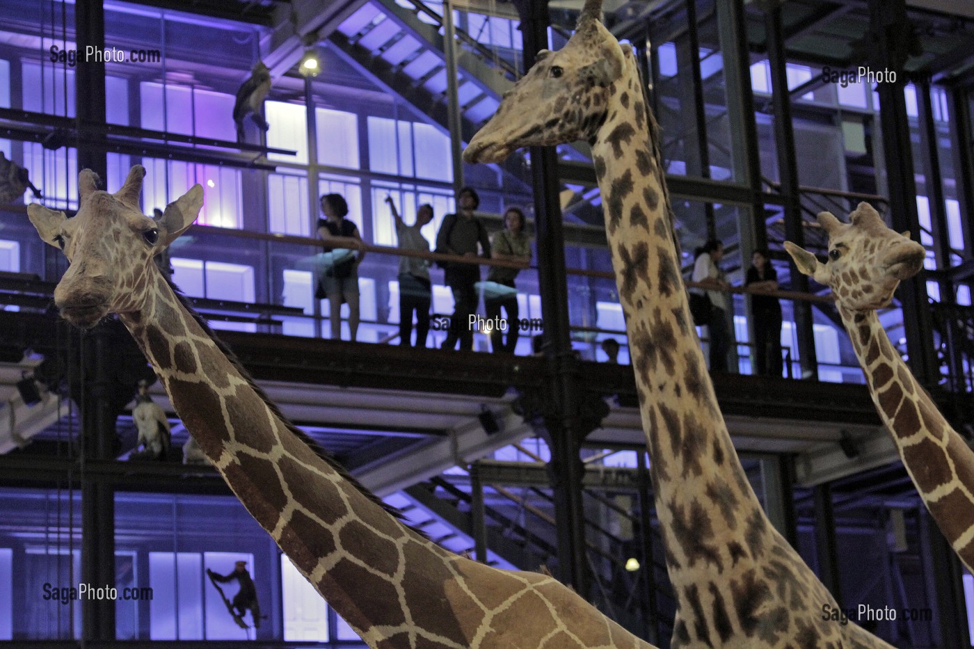 GRANDE GALERIE DE L'EVOLUTION, MUSEUM NATIONAL D'HISTOIRE NATURELLE, JARDIN DES PLANTES, VEME ARRONDISSEMENT, PARIS (75), ILE-DE-FRANCE, FRANCE 
