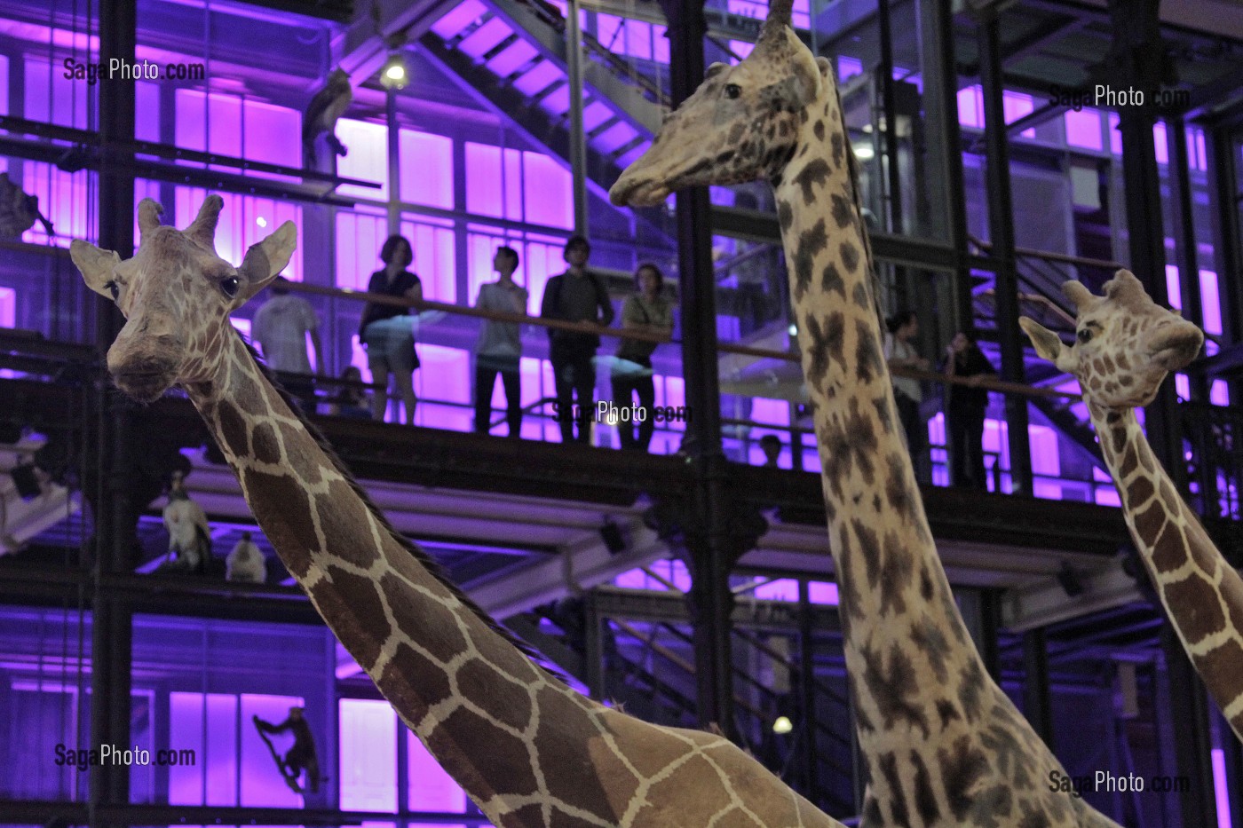 GRANDE GALERIE DE L'EVOLUTION, MUSEUM NATIONAL D'HISTOIRE NATURELLE, JARDIN DES PLANTES, VEME ARRONDISSEMENT, PARIS (75), ILE-DE-FRANCE, FRANCE 