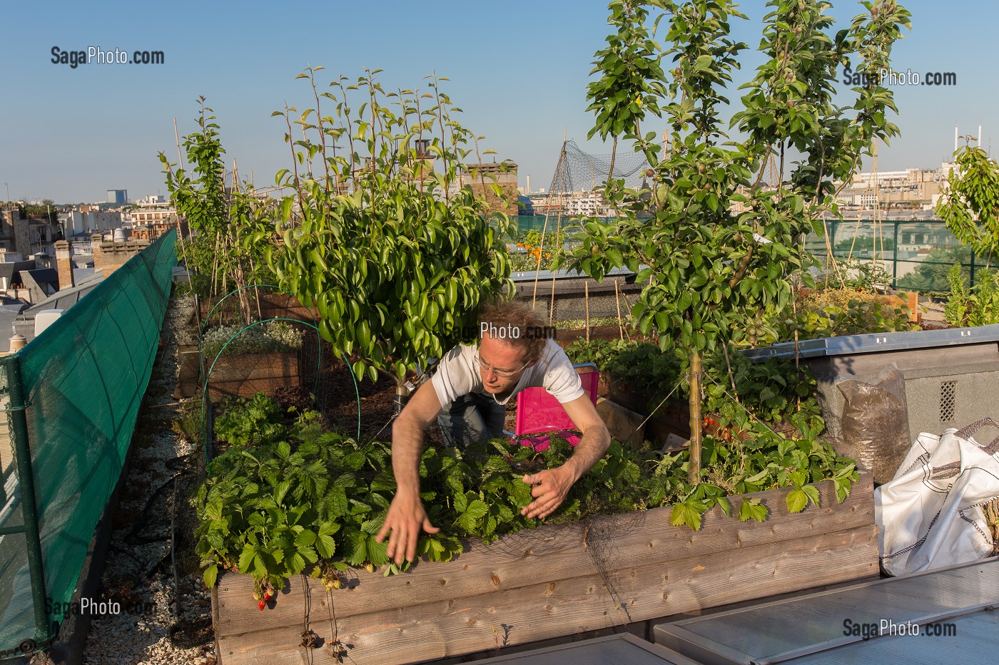 NICOLAS BEL, INGENIEUR, EXPERIMENTATION DE JARDIN SUR LE TOIT, ECOLE AGROPARISTECH, 5EME ARRONDISSEMENT, PARIS (75), FRANCE 