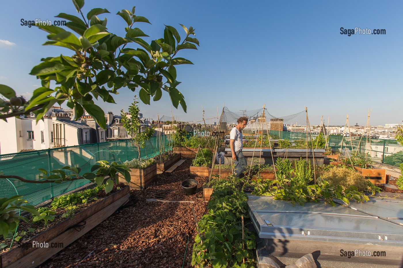 NICOLAS BEL, INGENIEUR, EXPERIMENTATION DE JARDIN SUR LE TOIT, ECOLE AGROPARISTECH, 5EME ARRONDISSEMENT, PARIS (75), FRANCE 