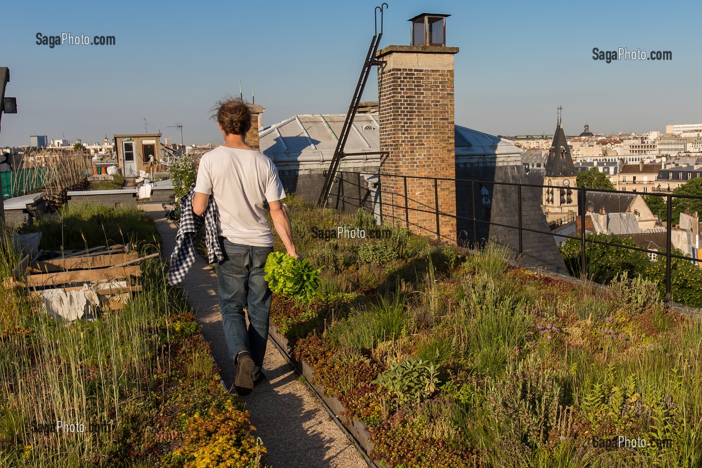 NICOLAS BEL, INGENIEUR, EXPERIMENTATION DE JARDIN SUR LE TOIT, ECOLE AGROPARISTECH, 5EME ARRONDISSEMENT, PARIS (75), FRANCE 