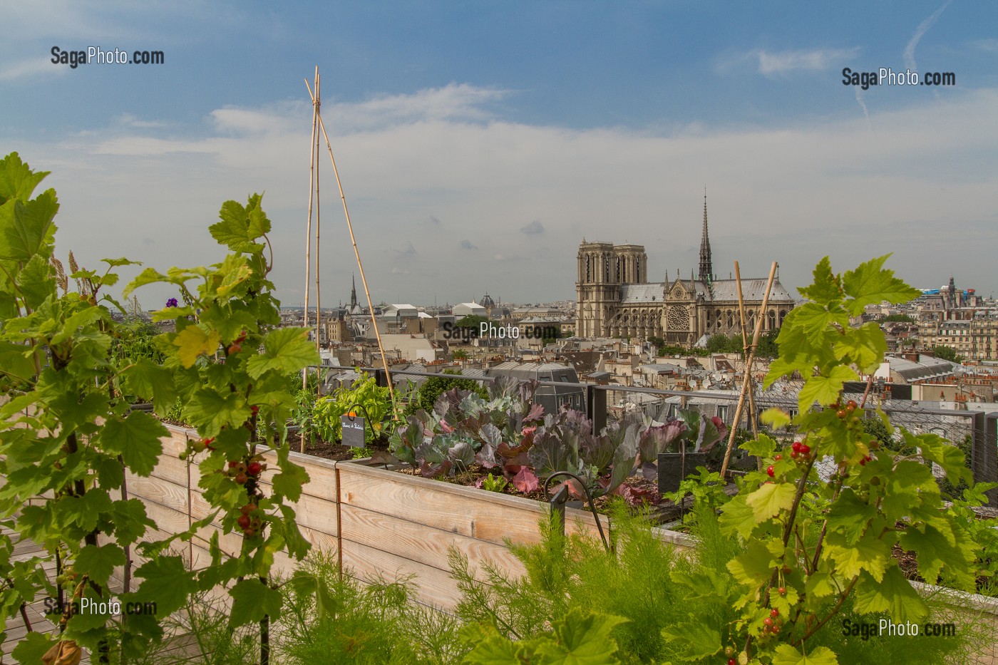 TOIT POTAGER DU RESTAURANT LE TERROIR PARISIEN, YANNICK ALLENO AU 9EME ETAGE DE LA MAISON DE LA MUTUALITE, 5 EME ARRONDISSEMENT, PARIS (75), FRANCE 