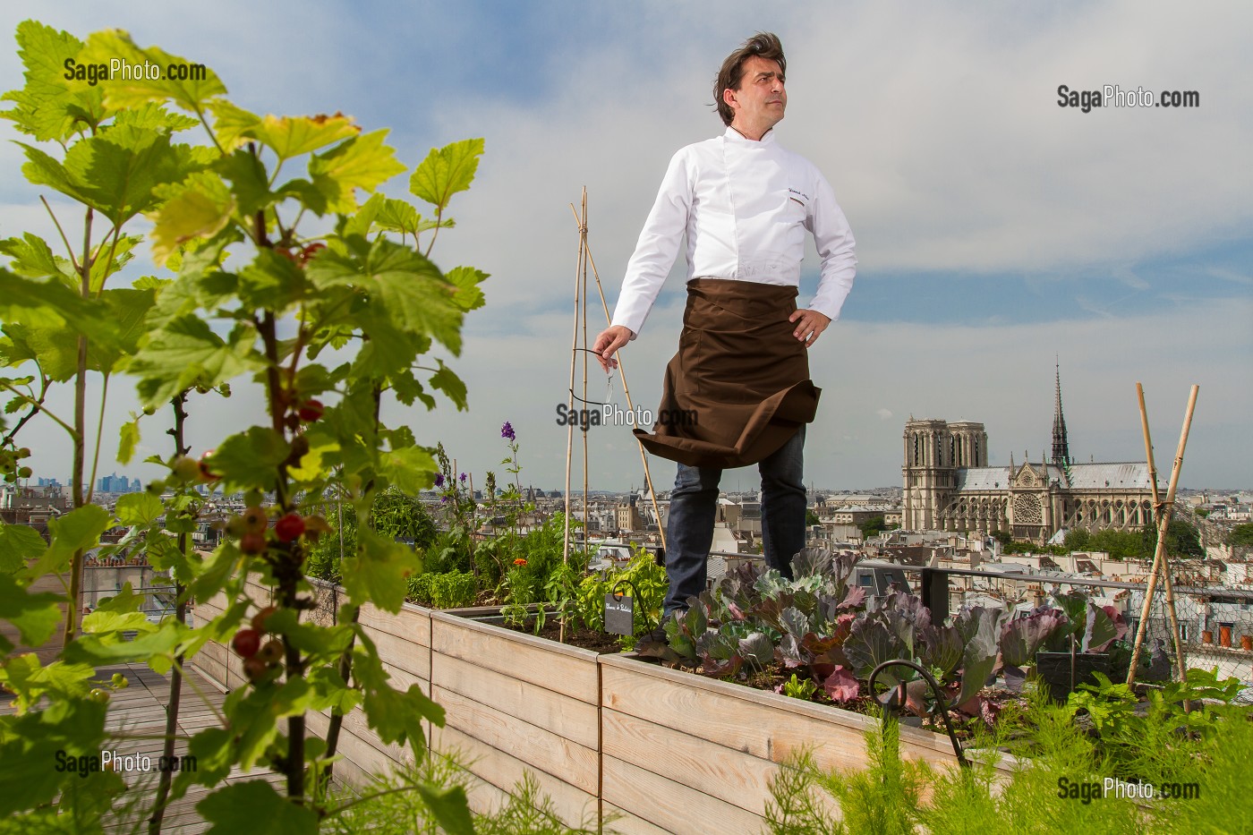 YANNICK ALLENO SUR LE TOIT POTAGER DE SON RESTAURANT LE TERROIR PARISIEN AU 9EME ETAGE DE LA MAISON DE LA MUTUALITE, 5 EME ARRONDISSEMENT, PARIS (75), FRANCE 