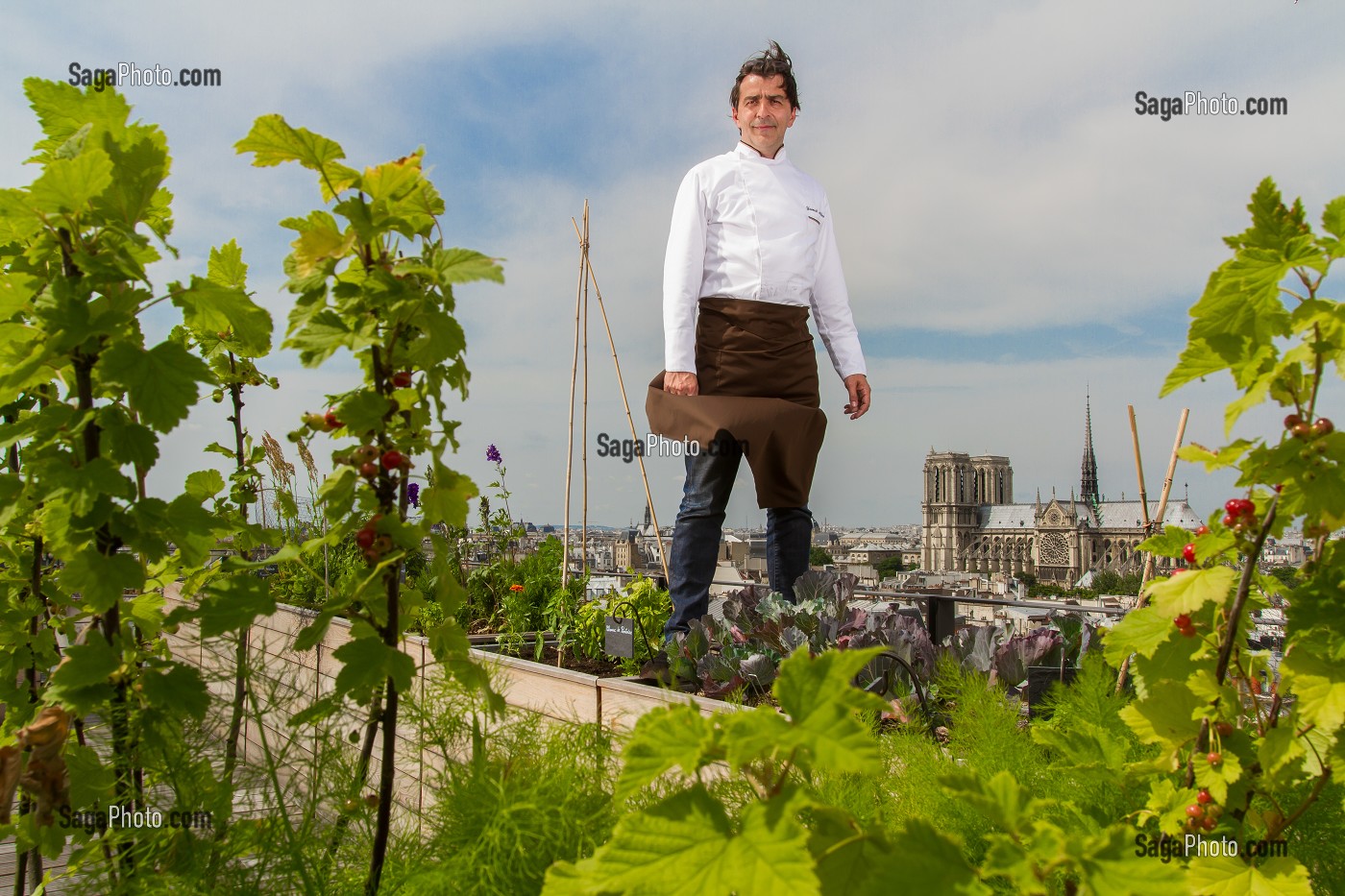 YANNICK ALLENO SUR LE TOIT POTAGER DE SON RESTAURANT LE TERROIR PARISIEN AU 9EME ETAGE DE LA MAISON DE LA MUTUALITE, 5 EME ARRONDISSEMENT, PARIS (75), FRANCE 